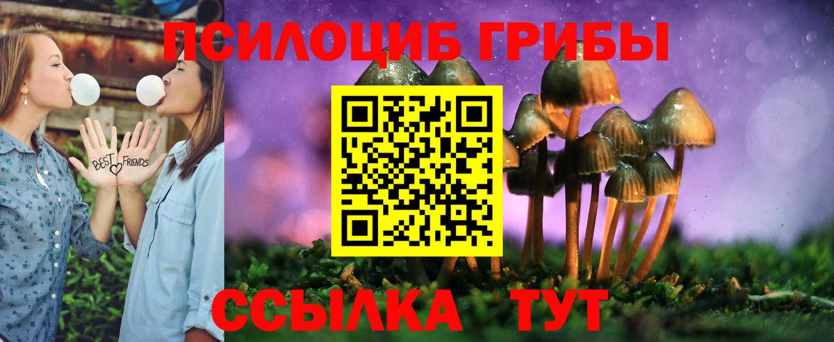 Галлюциногенные грибы Psilocybe Ачхой-Мартан